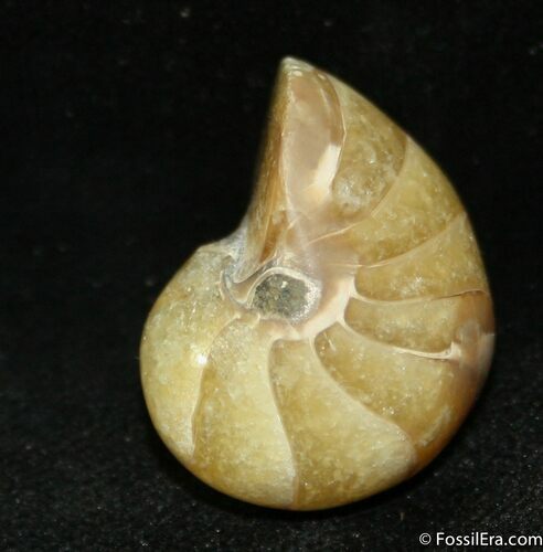 Inch Nautilus fossil from Madagascar #1211